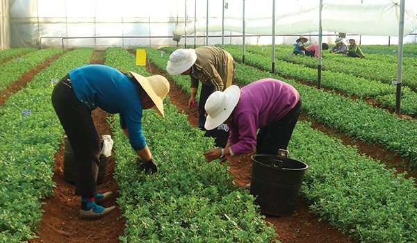 Floriculture in Asia