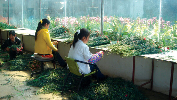 Asia’s floriculture industry