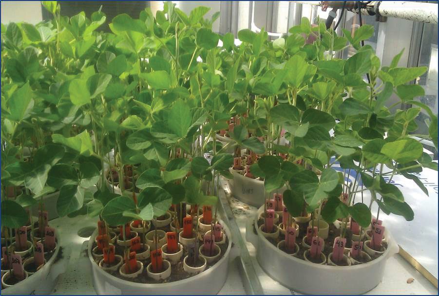 In the greenhouse, plants were assessed for soybean cyst nematode resistance.