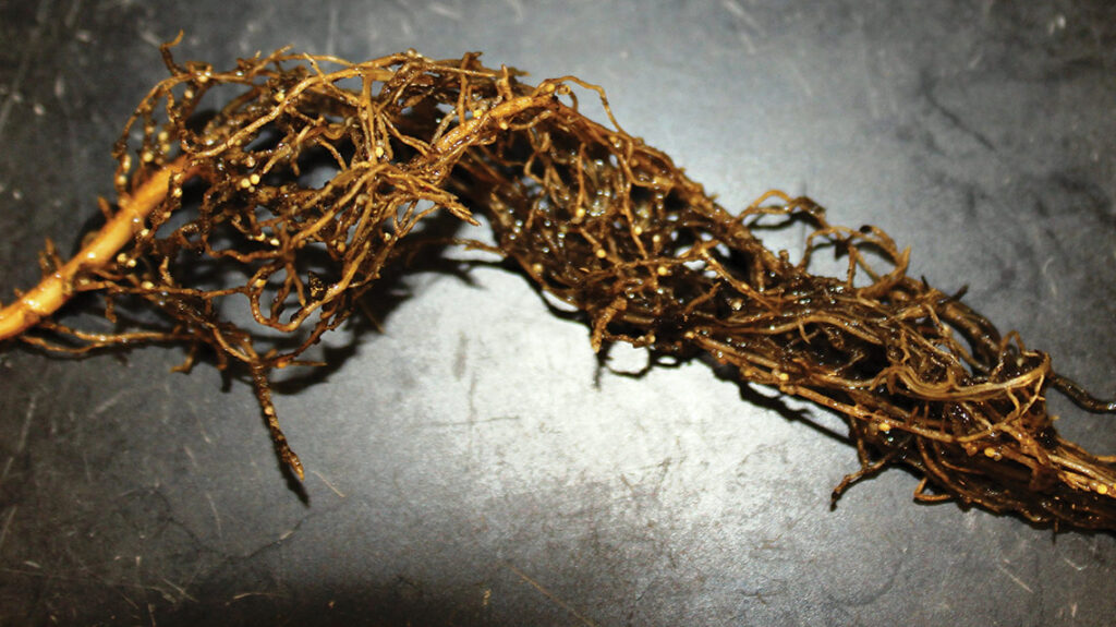 White female soybean cyst