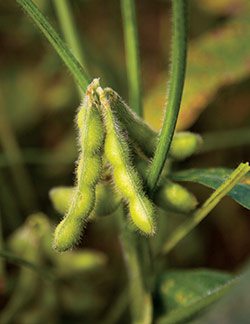 Biological seed treatments