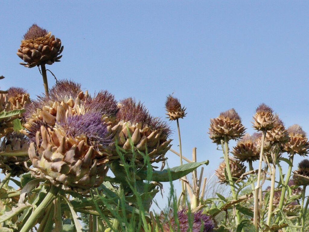 Future development of plant species relies on access to foreign material.