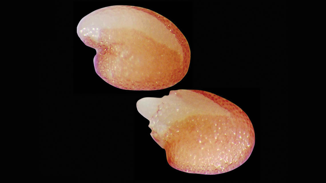 Arabidopsis thaliana seeds with the seed coat ruptured (top) and with the endosperm ruptured (bottom), from which the embryonic root is emerging. 