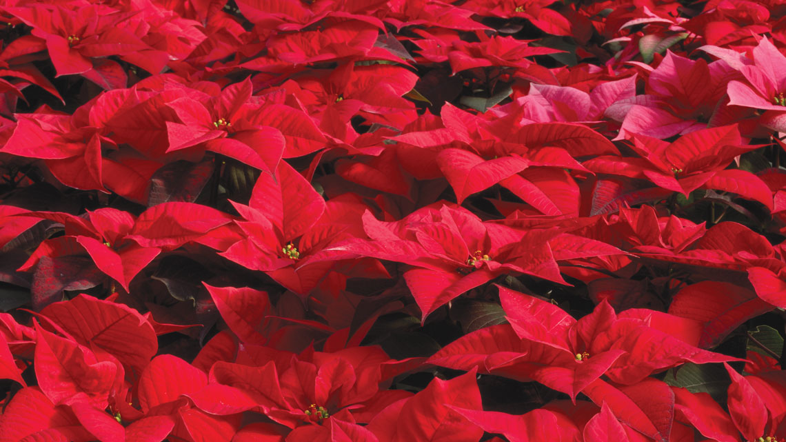 Syngenta is responsible for supplying 20 percent of the poinsettias to the European and U.S. market.