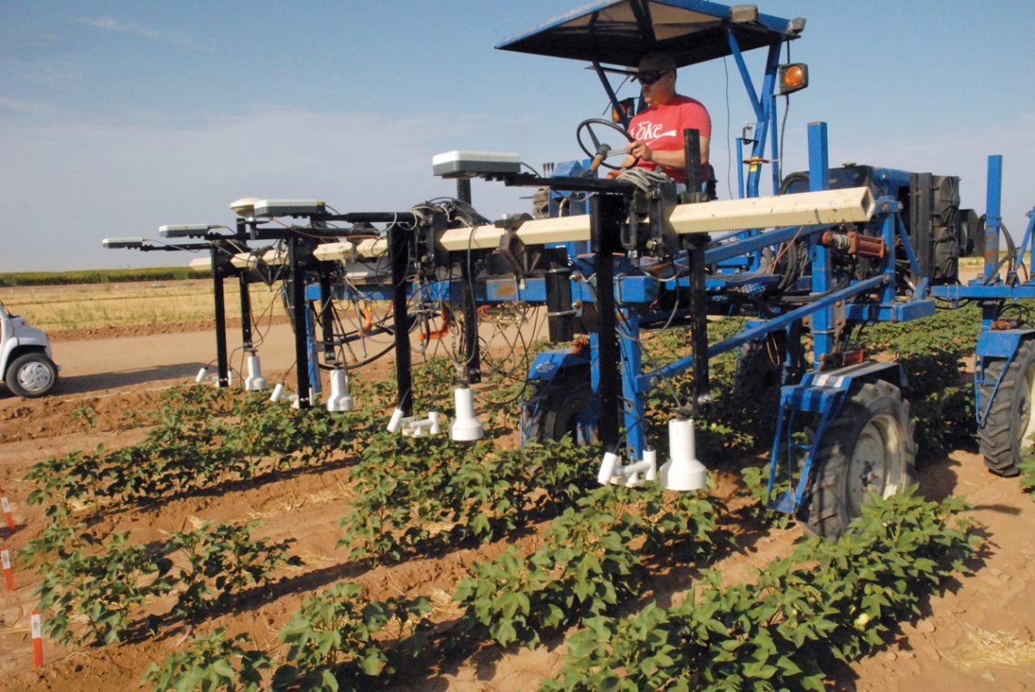 Cotton with phenotyping