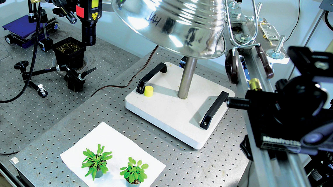 The team uses special lasers to listen to and record what the plant senses.