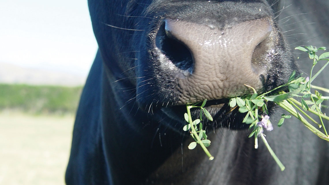 industry-news-cow-alfalfa
