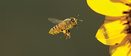 jan14_pollinators_3