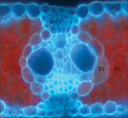 jan14_geneticpotential_1