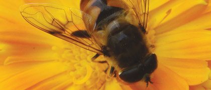 oct13_pollinators_2