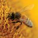 sept13_pollinators_7