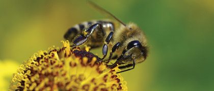 oct13_eu_neonicotinoid_2