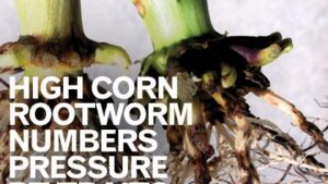high_corn_rootworm1_dec2012