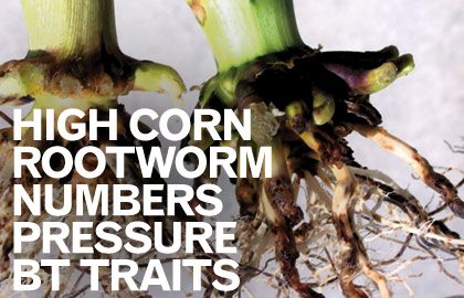 high_corn_rootworm1_dec2012