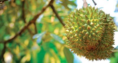 surviving_durian400_sept2012