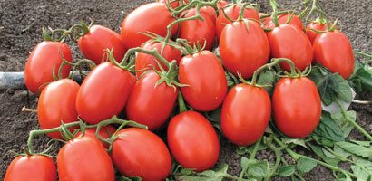 tomatoes02