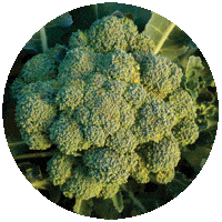 crosspollination_broccoli