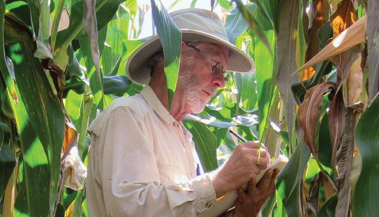 Ontario corn breeder, Francis Glenn makes observations in a yield trial. Photo: Glenn Seed. 