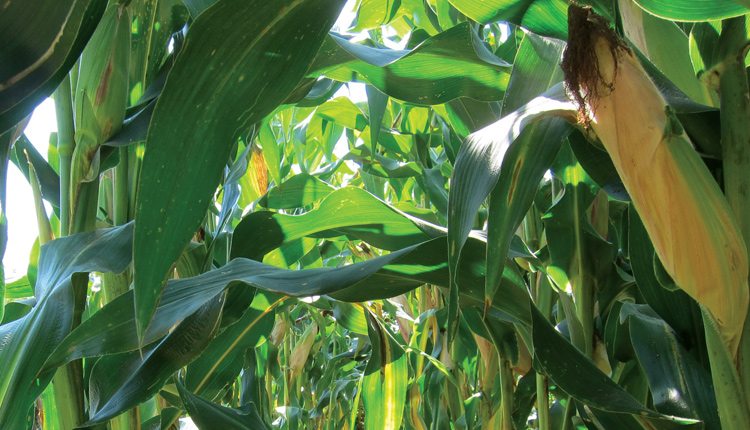 The canopy cover of the leafy corn silage varieties is much greater than that of dual-purpose corn. Photo: Glenn Seed.