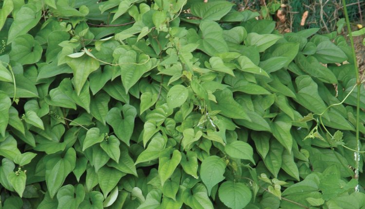 Not yet found in Canada, Chinese yam aerial tubers and the resulting Chinese yam foliage can easily overtake an area, causing a loss in biodiversity.  Photo: Chris Evans, Illinois Wildlife Action Plan, Bugwood.org.