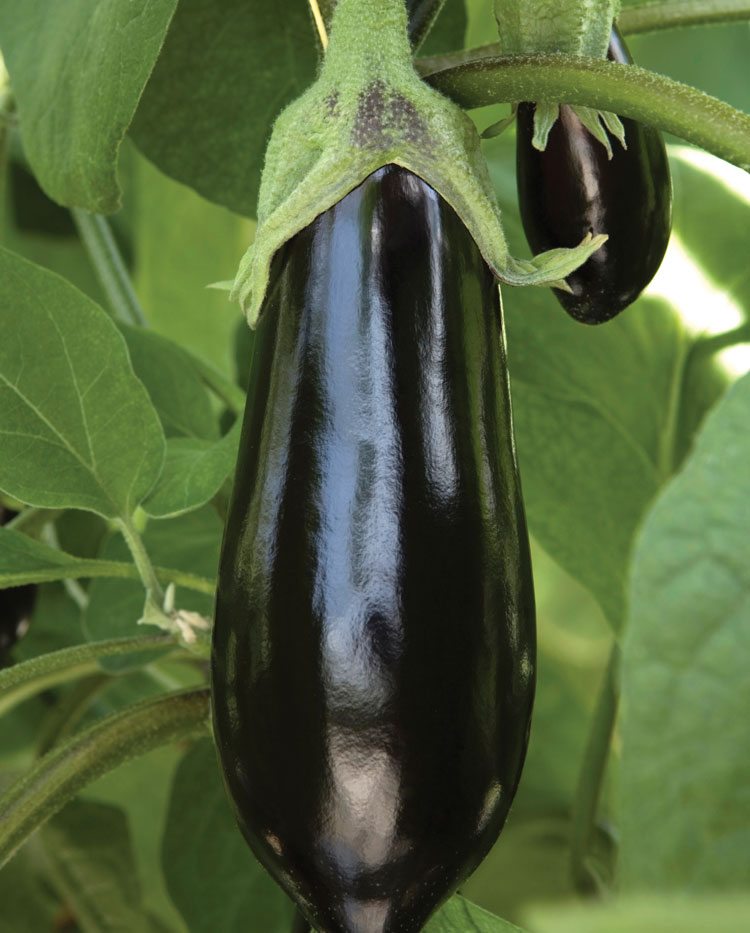 eggplant