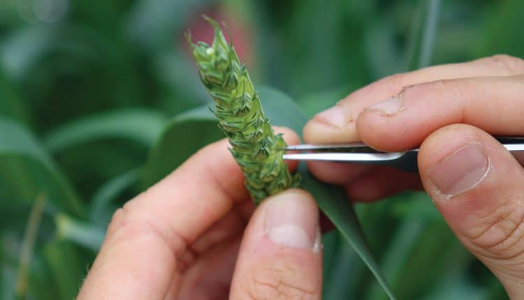 Wheat breeding still requires the hands of skilled breeder. Photo: Flormond-Desprez.