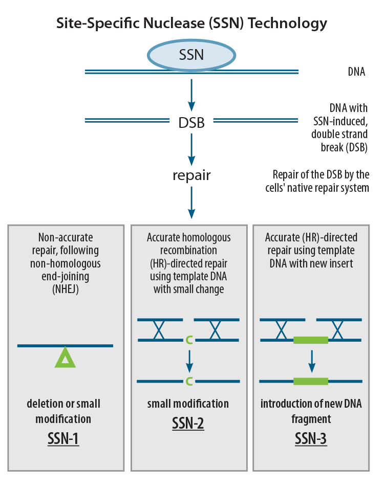 Figure 1. This graphic visually outlines the differences between sequence-specific nuclease technologies SSN-1, SSN-2 and SSN-3. Source: Wageningen UR. 