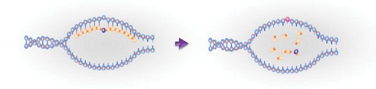 Figure 2. The left DNA helix (light blue/red) with oligonucleotide template (tan/red) containing one intended mismatch (dark blue). After the endogenous DNA repair mechanism has copied the change (pink) into the DNA, the template is degraded. The strands return to their original form (not shown) and the DNA repair mechanism copies the intended change of one strand into the complementary strand, successfully completing the process. Source: NBT Platform.