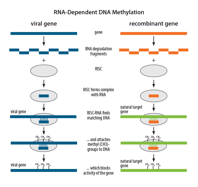 Figure 3. On the left side, the plant’s natural defence system leads to methylation of a viral gene. On the right side, recombinant-derived RNA molecules guide the RISC to its natural counterpart, resulting in DNA methylation and a subsequent blocking of gene activity. The recombinant gene contains fragments of the natural gene to be targeted. Source: Wageningen UR.