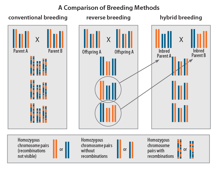 Figure 4. During conventional breeding, recombination of chromosome pairs results in the reshuffling of genetic material, and the unique combination of genetic variation will be lost. In reverse breeding, a selected heterozygous offspring plant is crossed with itself, while chromosomal recombination is suppressed by a transgene, resulting in lines with homozygous chromosome pairs. The haploidization step (producing plants in which only one chromosome of each chromosome pair is present), and the subsequent doubling of the chromosomes (producing doubled-haploid plants with homozygous chromosome pairs), are not shown here. For hybrid variety production, parental lines in which the genetic variation of the chromosome pairs complement each other are selected from the reverse breeding program. Crossing such lines will result in uniform offspring hybrid plants (seeds), which are genetically similar to the plants with which the reverse breeding was started. Source: Wageningen UR.