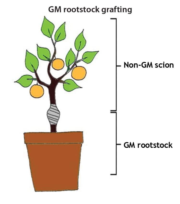 Figure 5. Here, a fruit-bearing non-GM scion has been grafted onto a GM rootstock. Source: NBT platform.