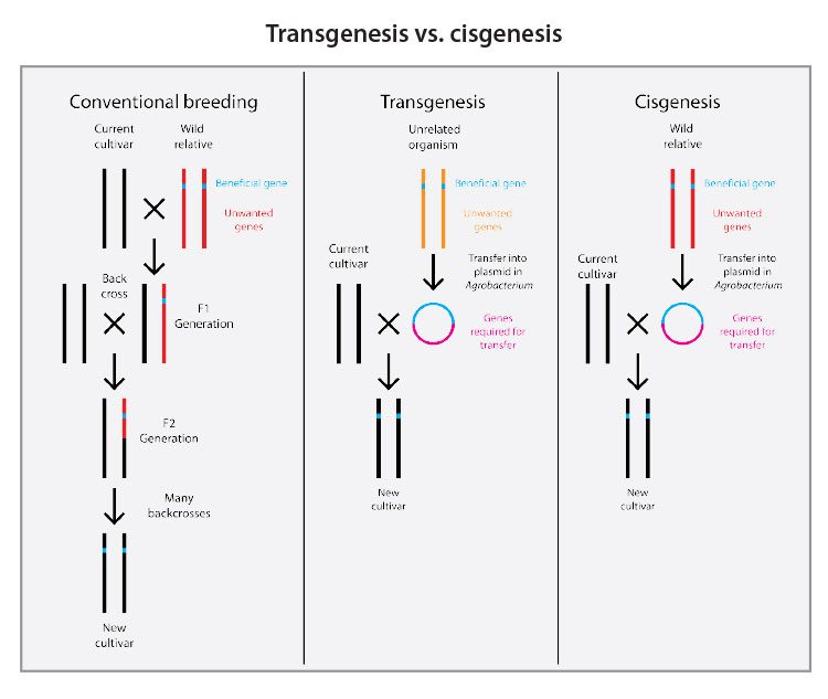 Figure 6. Genetic changes can be achieved through conventional plant breeding, transgenesis and cisgenesis. Source: Wikipedia. 