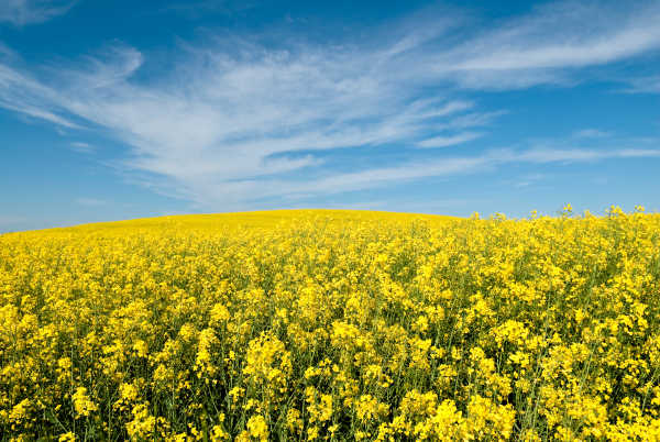 canola