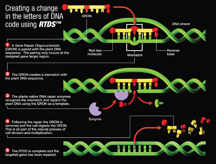 This graphic illustrates how Cibus’ rapid trait development system allows researchers to develop new traits in plants.