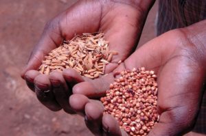 In many developing countries, farmers do not yet benefit from the advantages of using quality seed due to a combination of factors, including inefficient seed production, distribution and quality assurance systems, as well as the lack of good seed policies and other regulatory instruments.