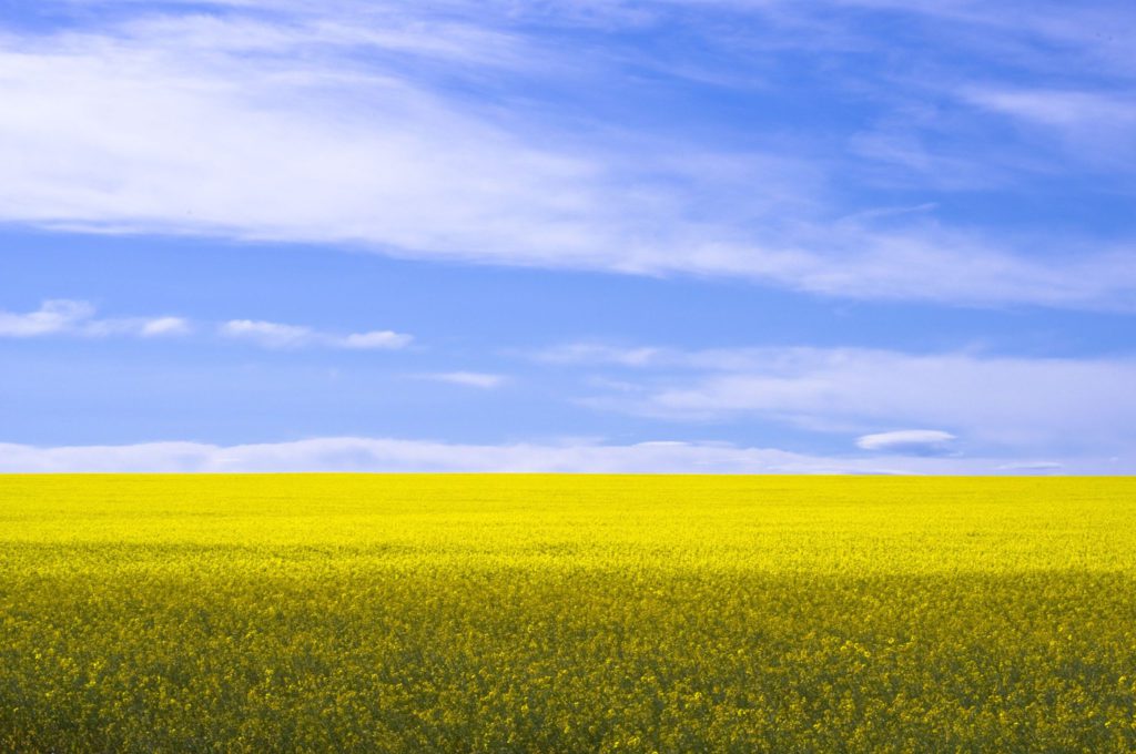 Bayer Crop Science Canada Collaborates with U of A to Maximize Canola Potential
