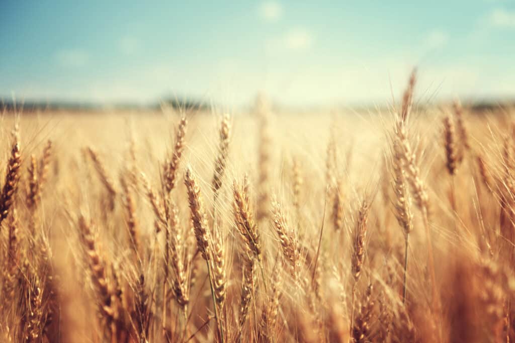 wheat, field, crop