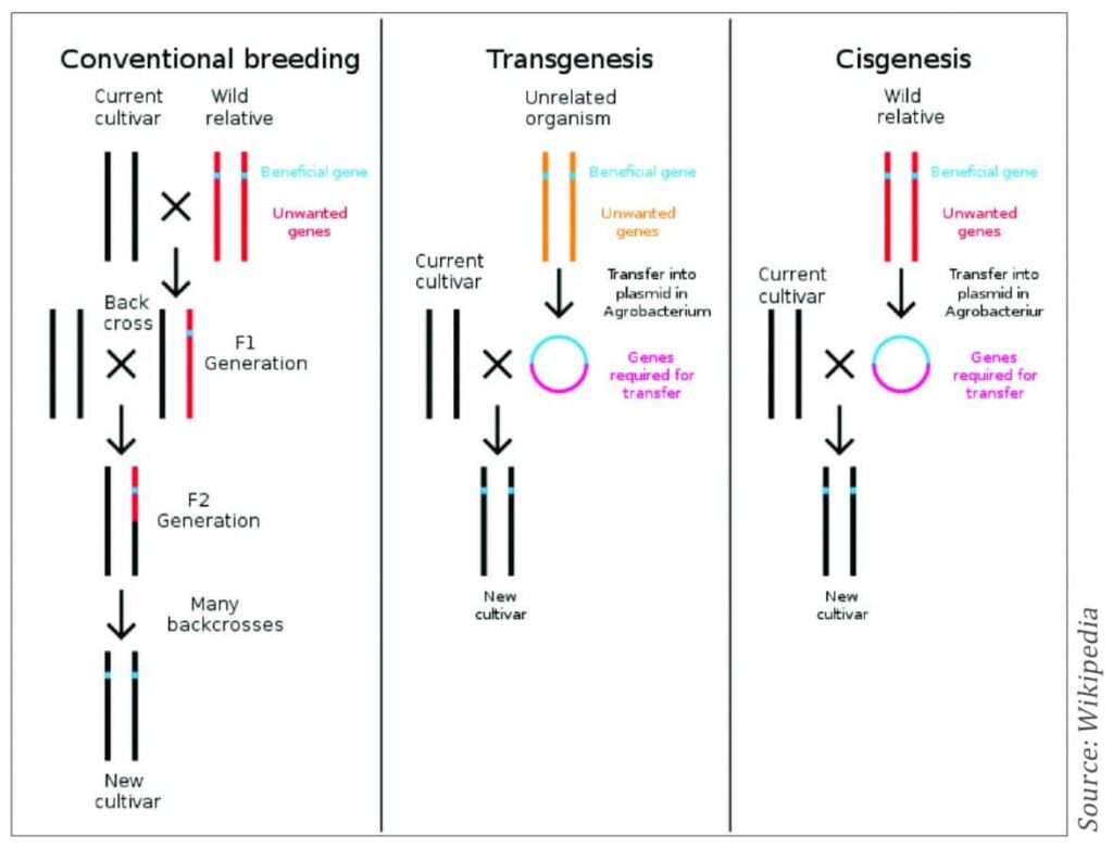 Figure 6. Diagram comparing the genetic changes achieved through conventional plant breeding, transgenesis and cisgenesis. 