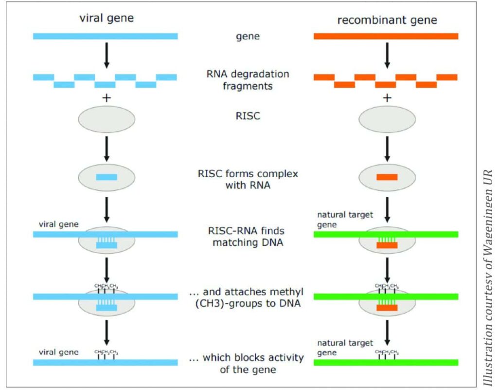 Figure 3. Simplified graphical representation of RdDM. On the left side, the plant’s natural defence system leading to methylation of a viral gene. On the right side, recombinant-derived RNA molecules guide the RISC to its natural counterpart, resulting in DNA methylation and a subsequent blocking of gene activity. The recombinant gene contains fragments of the natural gene to be targeted.