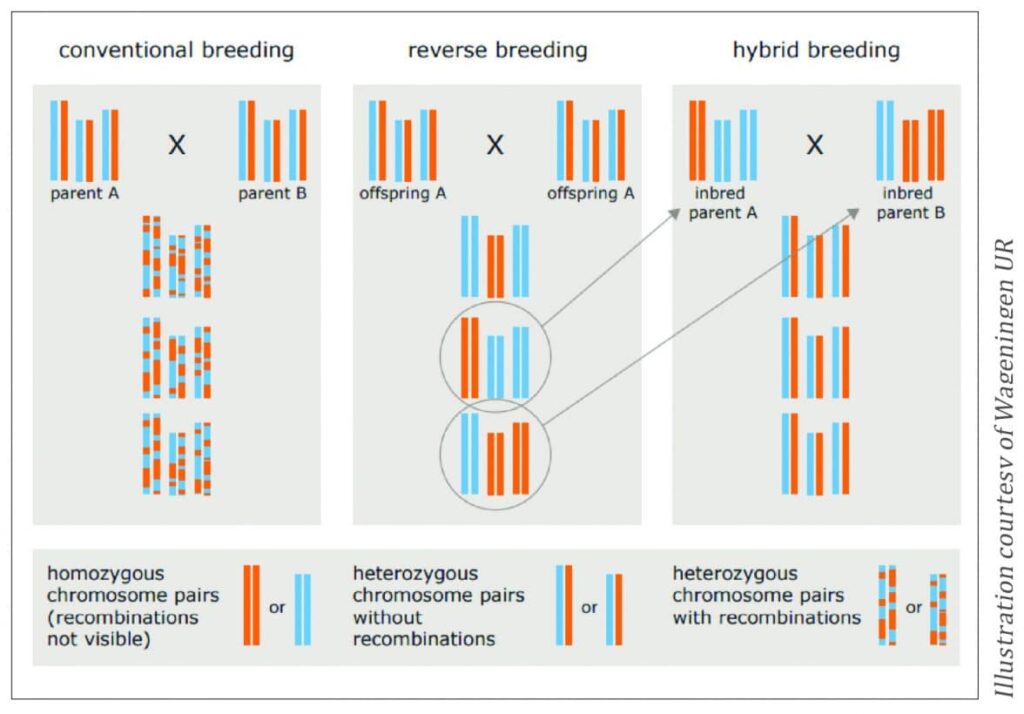 Figure 4. Schematic overview of the final outcomes of different breeding approaches. During conventional breeding, recombination of chromosome pairs results in the reshuffling of genetic material, and the unique combination of genetic variation will be lost. In reverse breeding, a selected heterozygous offspring plant is crossed with itself, while chromosomal recombination is suppressed by a transgene, resulting in lines with homozygous chromosome pairs. The haploidisation step (producing plants in which only one chromosome of each chromosome pair is present), and the subsequent doubling of the chromosomes (producing doubled-haploid plants with homozygous chromosome pairs), are not shown here. For hybrid variety production, parental lines in which the genetic variation of the chromosome pairs complement each other are selected from the reverse breeding program. Crossing such lines will result in uniform offspring hybrid plants (seeds), which are genetically similar to the plants with which the reverse breeding was started. 