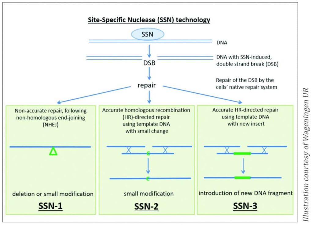 Figure 1. Outline of sequence-specific nuclease technologies SSN-1, SSN-2 and SSN-3. 