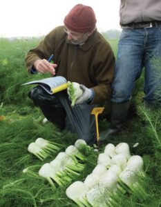 Jean Marie Boussac from HM.Clause inspects fennel varieties.