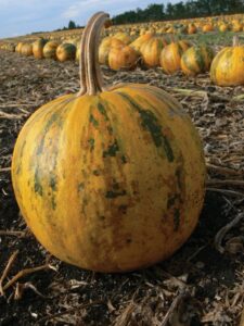 Oilseed pumpkin.