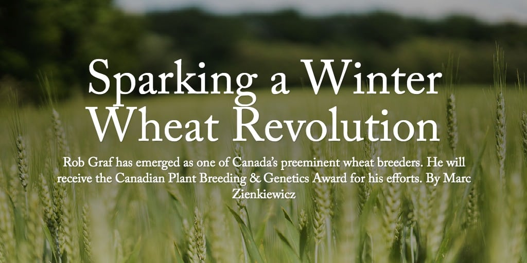 Sparking a Winter Wheat Revolution