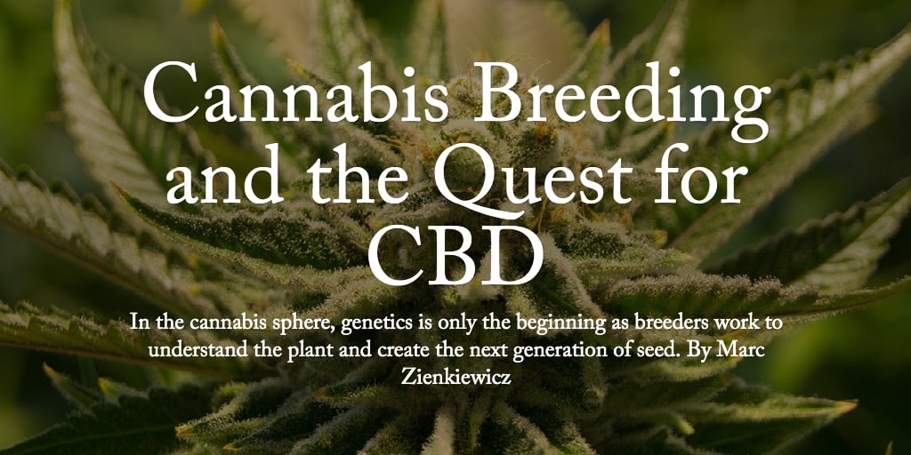 Cannabis Breeding and the Quest for CBD