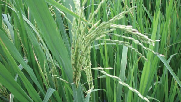 rice varieties