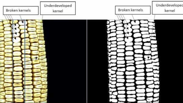 kernel