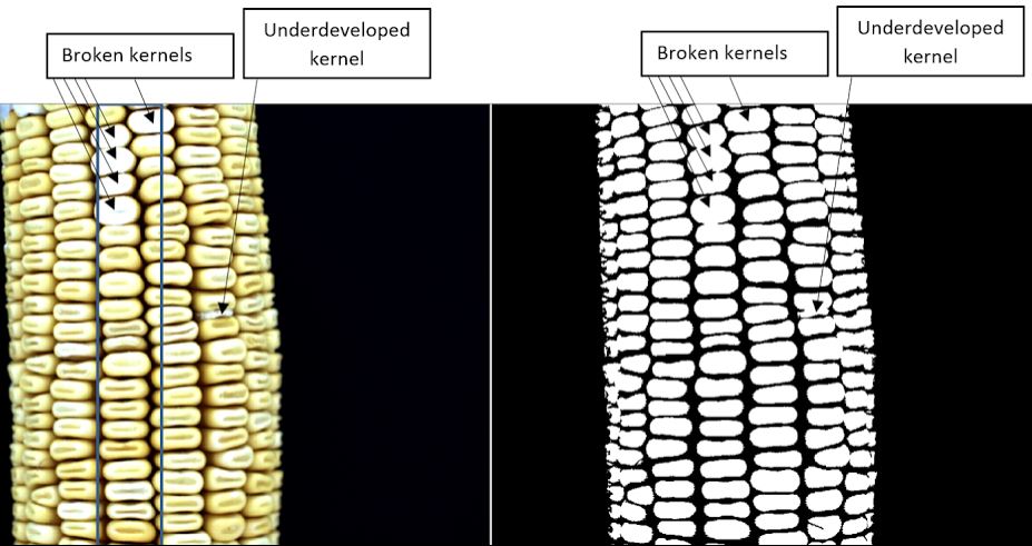 kernel