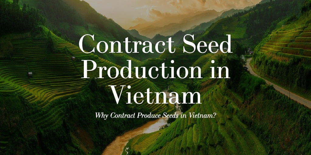 Contract Seed Production in Vietnam