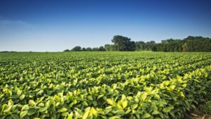 Soy Bean Crops